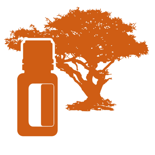 A tömjénolaj előállításának története