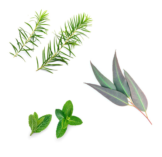 protectingshampoo500ml whats inside 1085x1050 eu