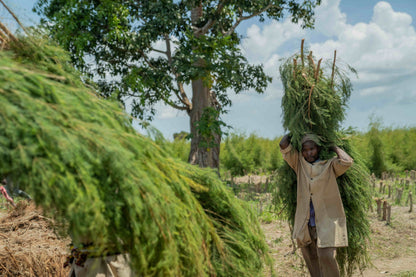 Doterra Teafa (Tea tree) illóolaj 15 ml