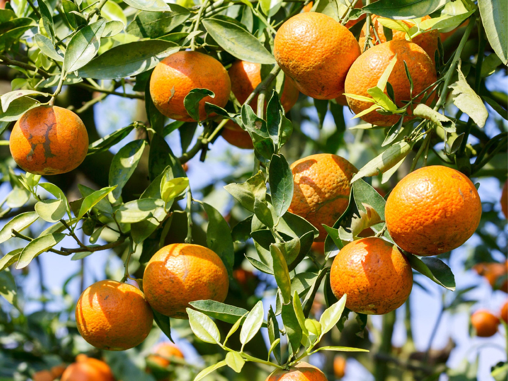 doTERRA wild orange vadnarancs illóolaj 15ml