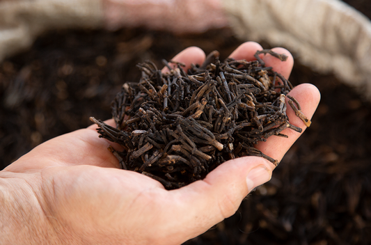 Doterra Szegfűszeg illóolaj - clove 15ml