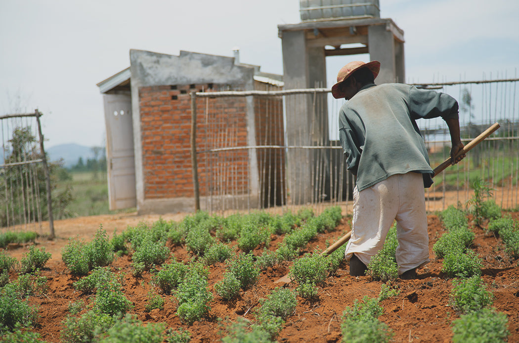 Kakukkfű termesztése - thyme