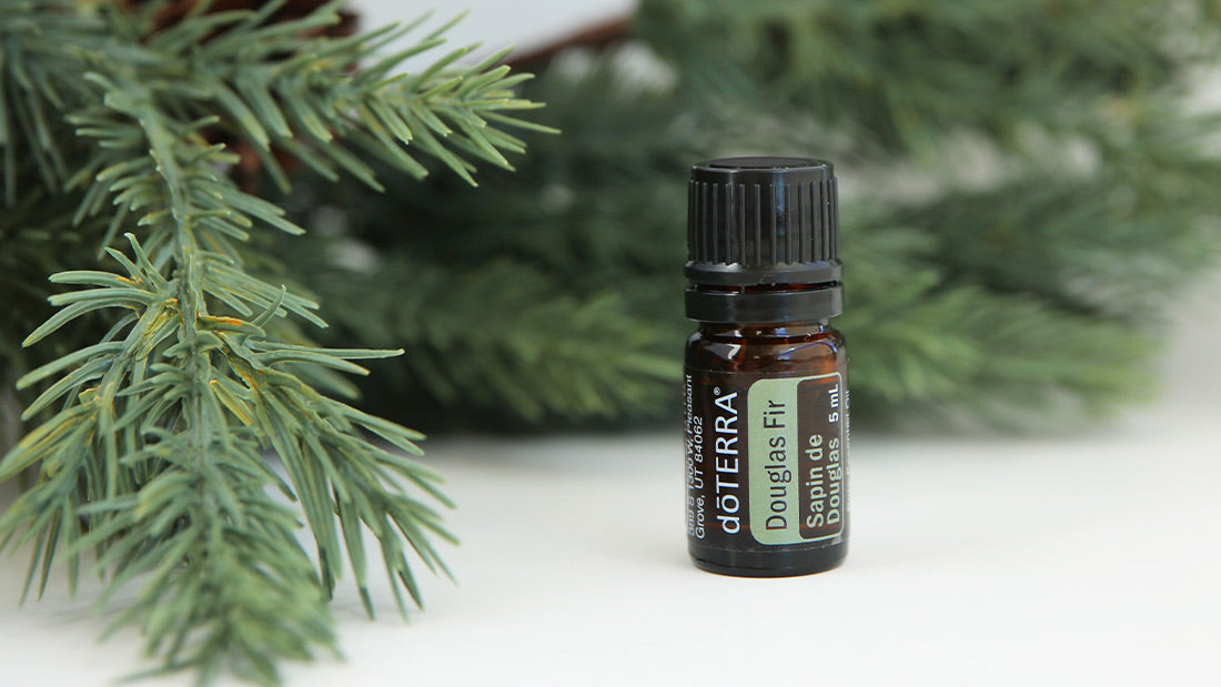 Doterra duglász fenyő douglas fir